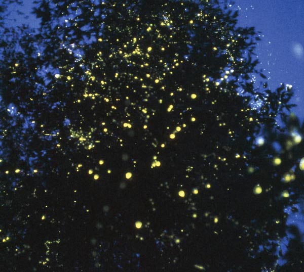 Fireflies in Kerala